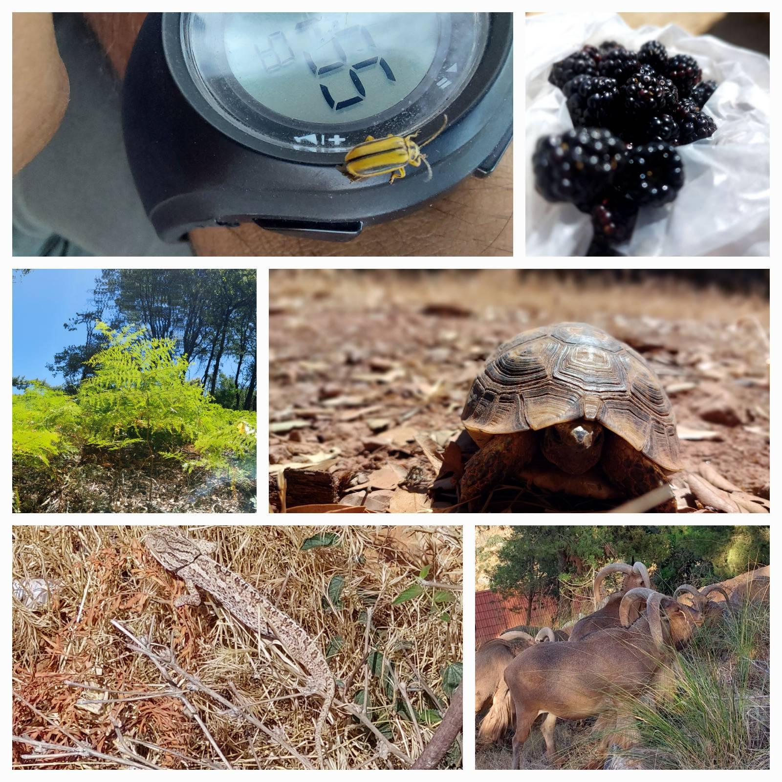 Moroccan fauna and flora