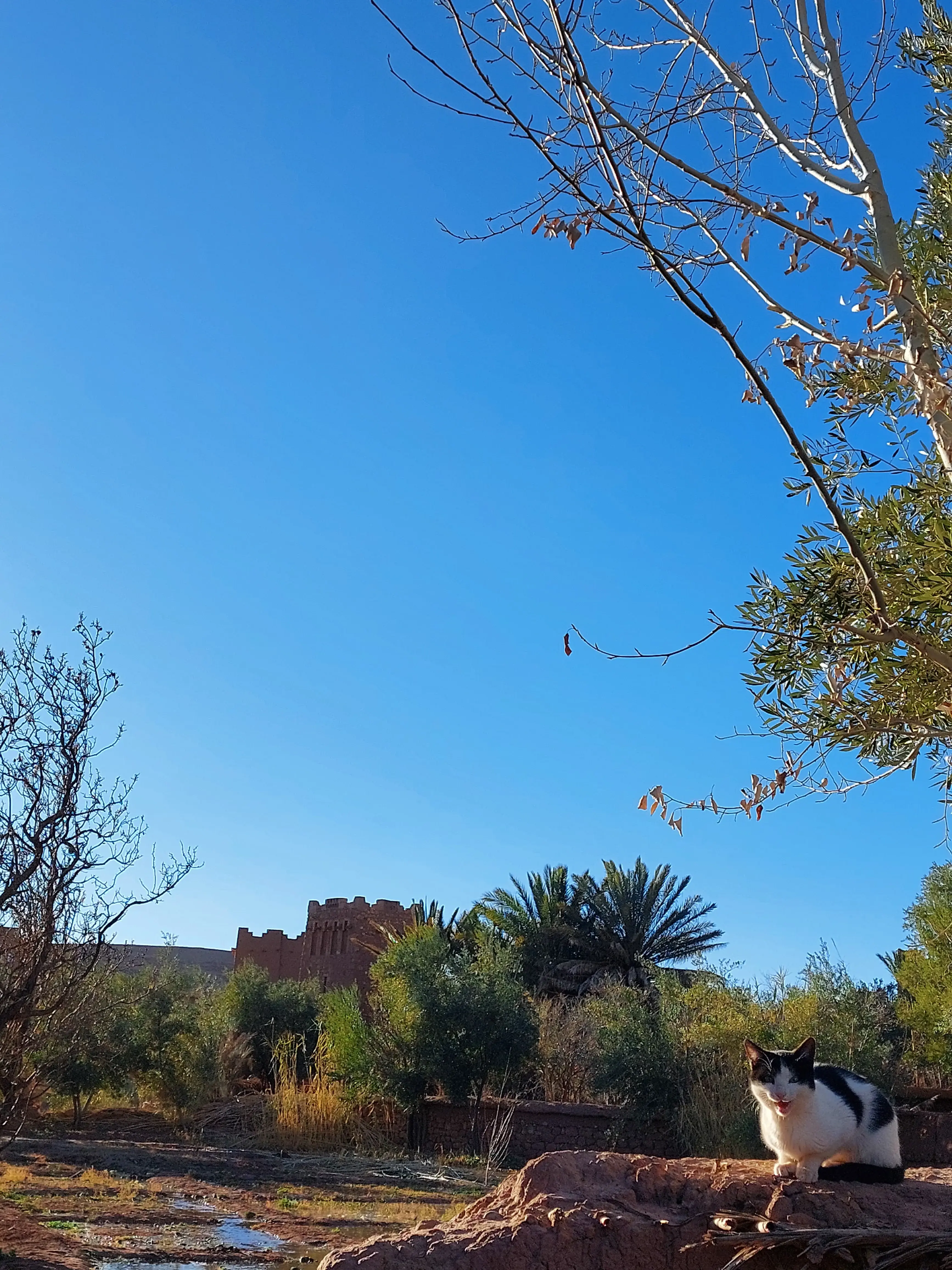 Ourzazate Cat